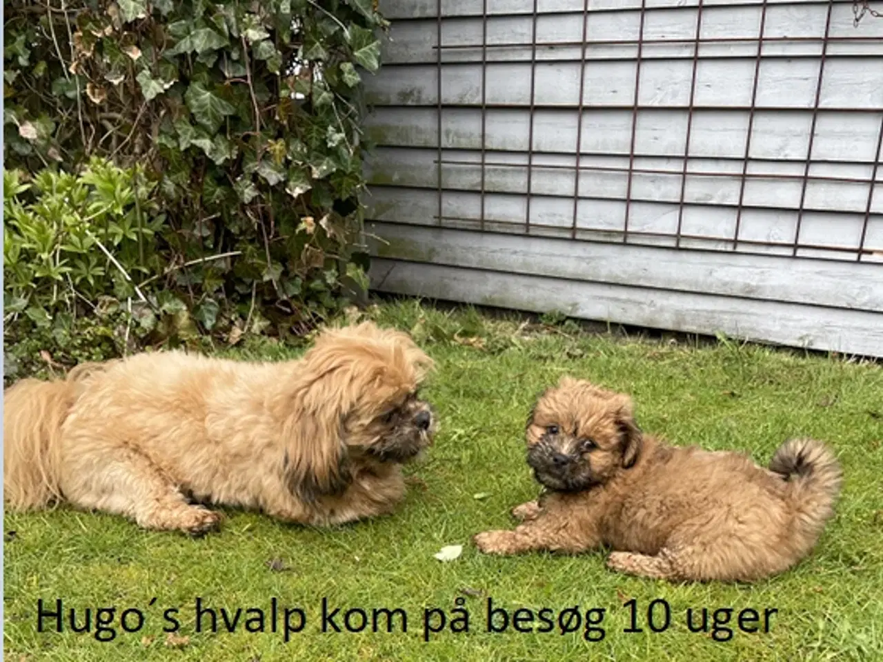 Billede 6 - Shih Tzu Vil du på date med mig