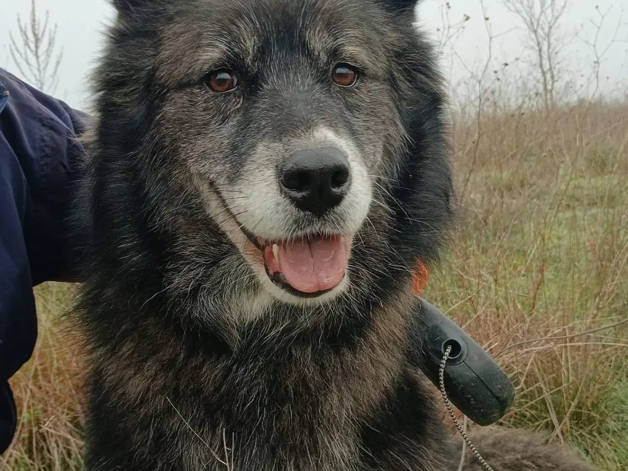 Billede 9 - Vidunderlige Viva søger sin helt egen familie 💝🫶