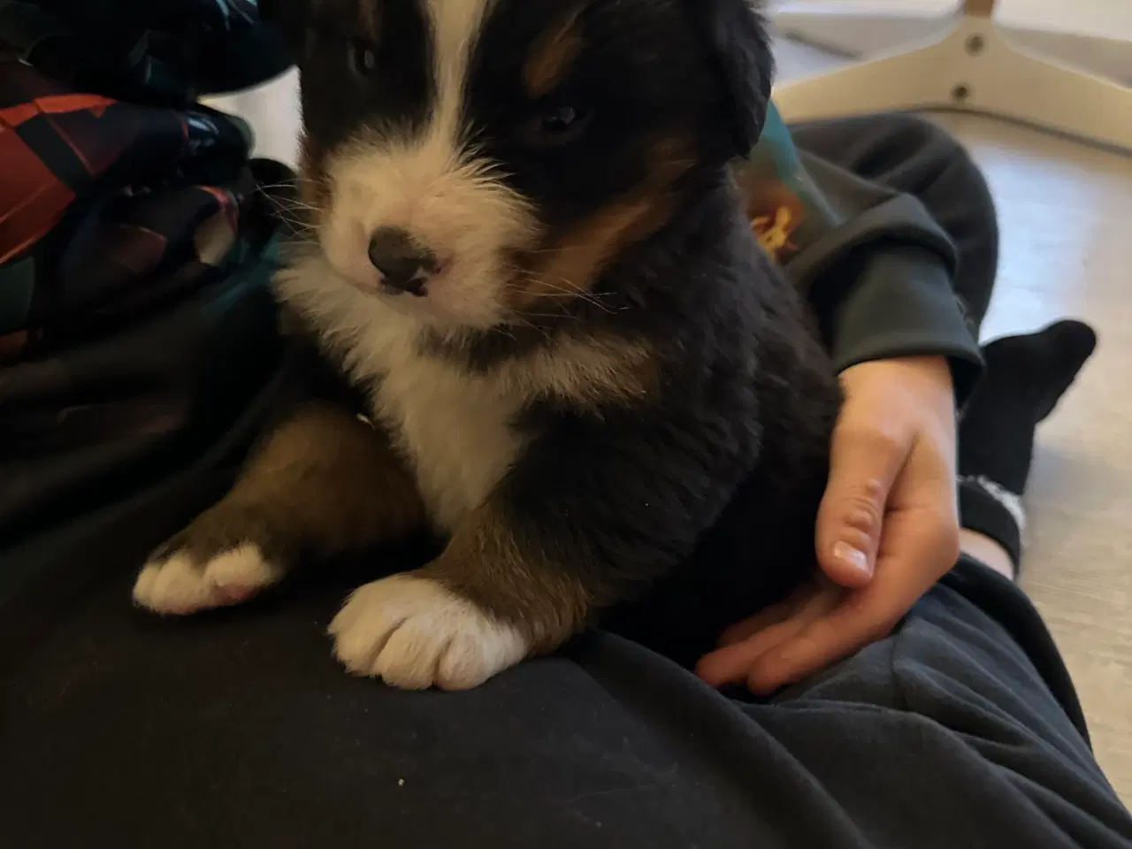 Billede 6 - Sødeste bamser sælges