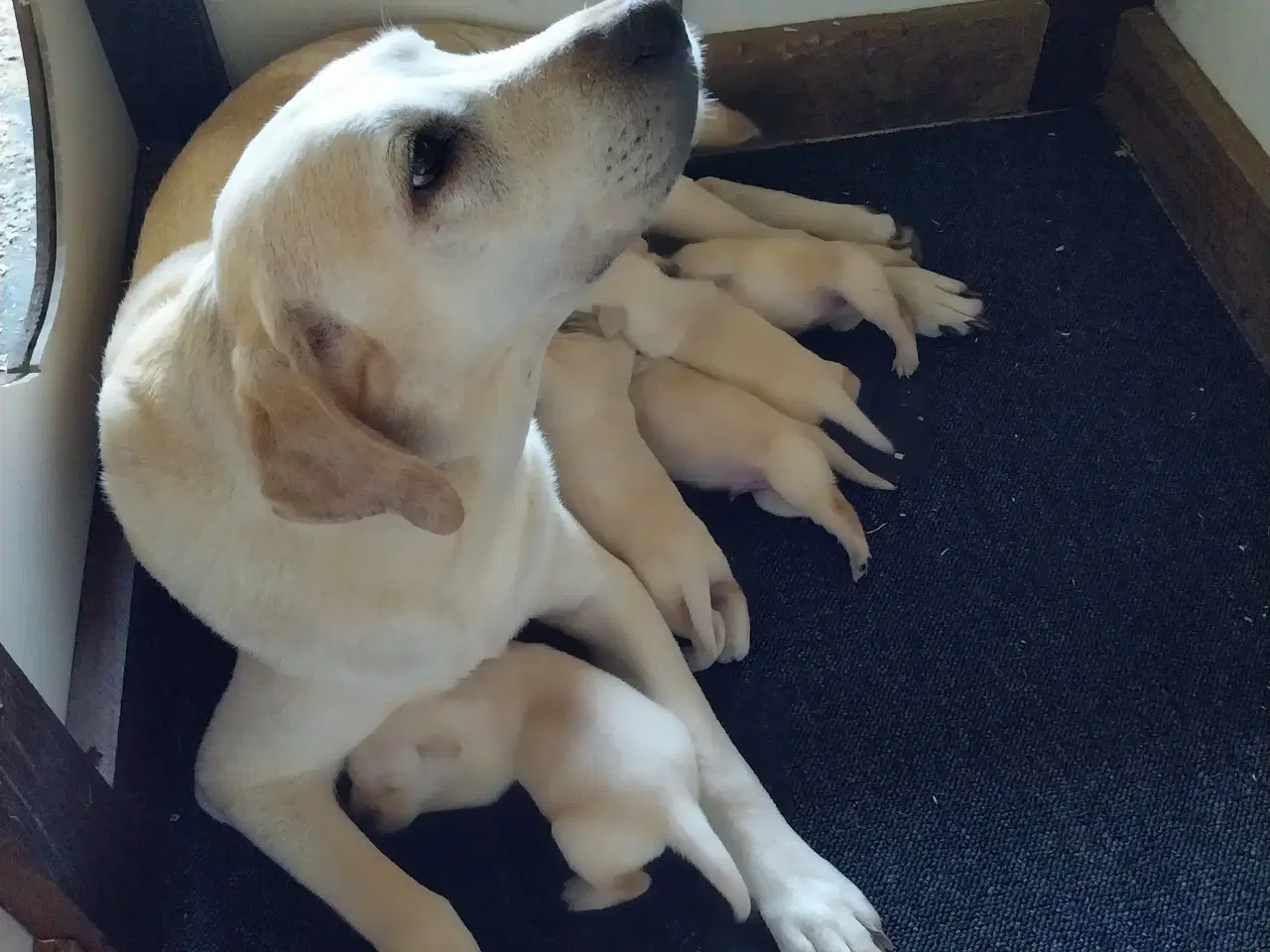 Billede 7 - Gule Labrador hvalpe.