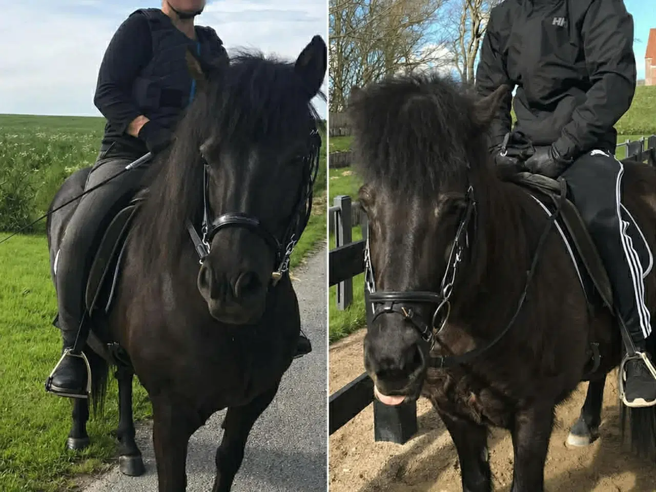 Billede 5 - Islænder + shetlandspony (reserveret) 