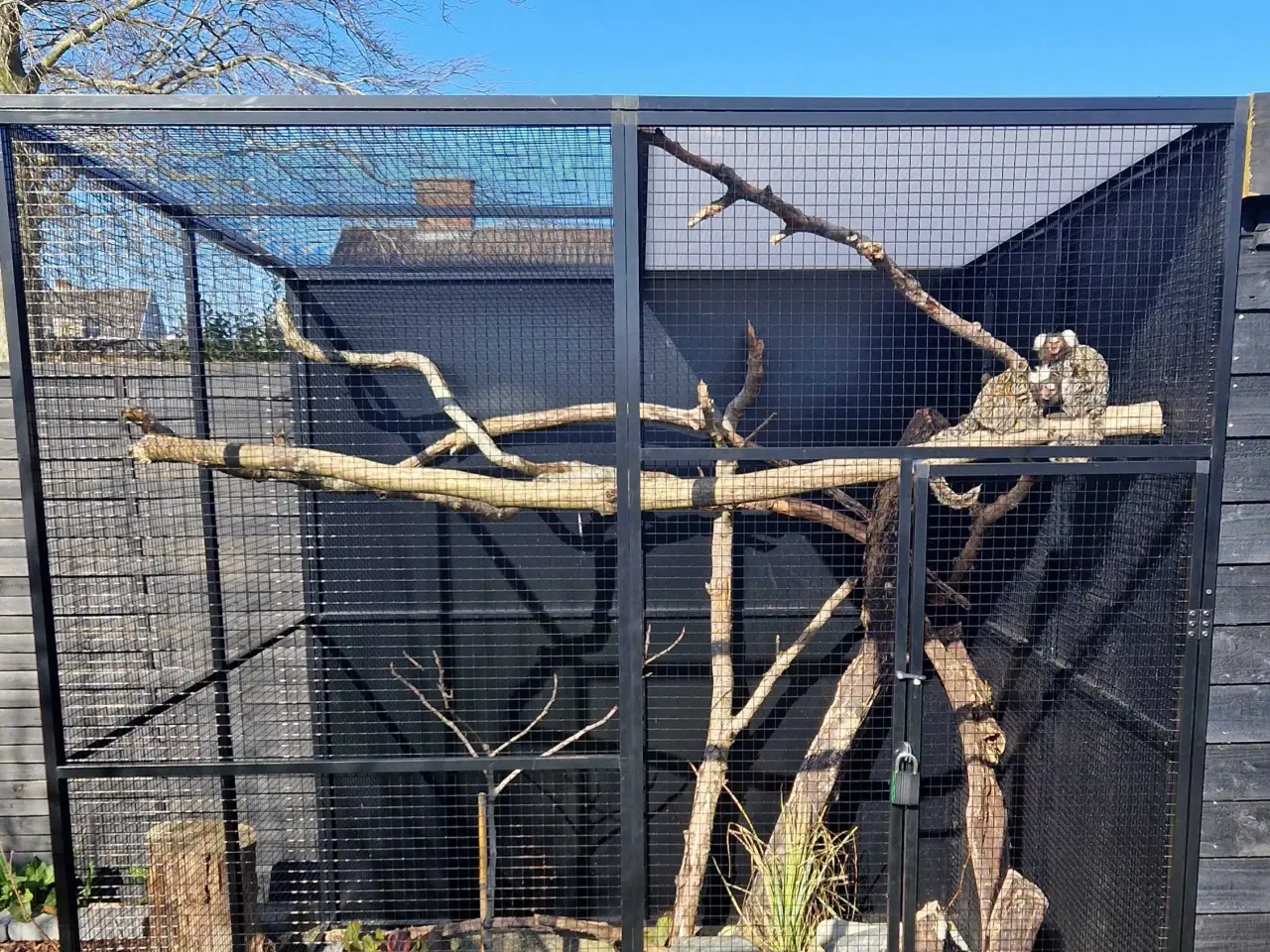 Billede 1 - Hvidøret Silkeaber 