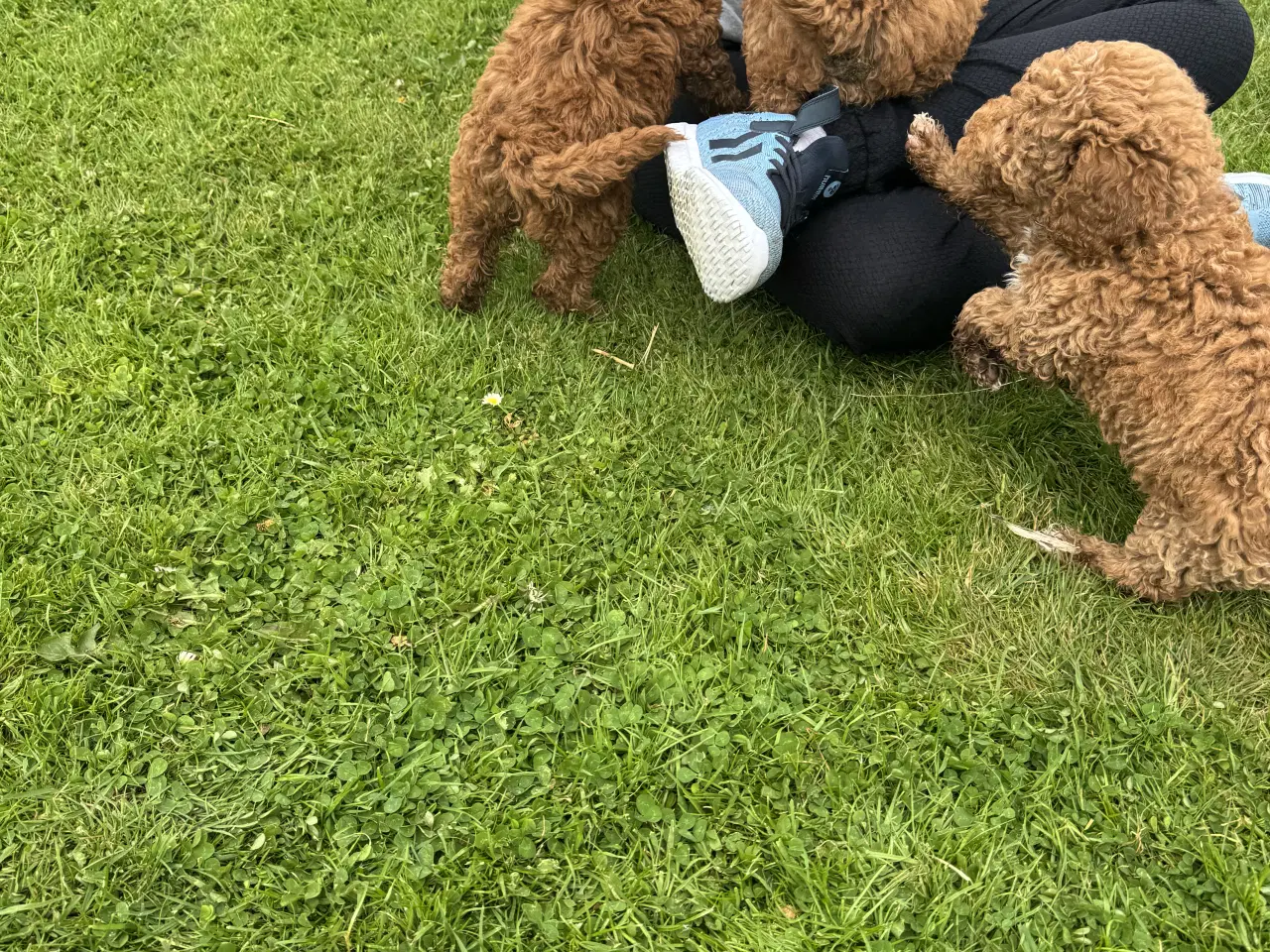 Billede 3 - Skønne Doodl hvalpe klar til nye familier 🥰❤️