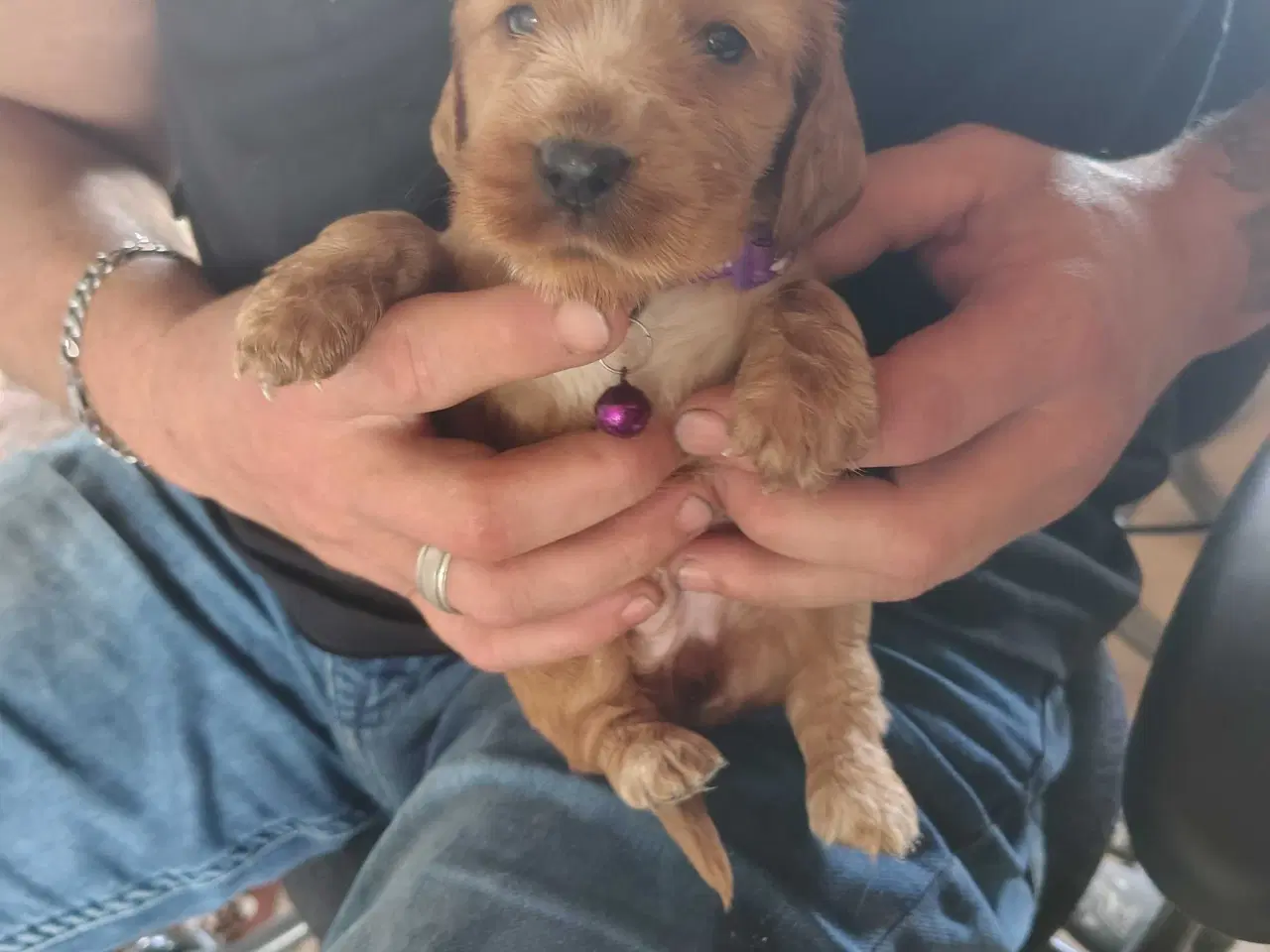 Billede 8 - Cocker Spaniel 