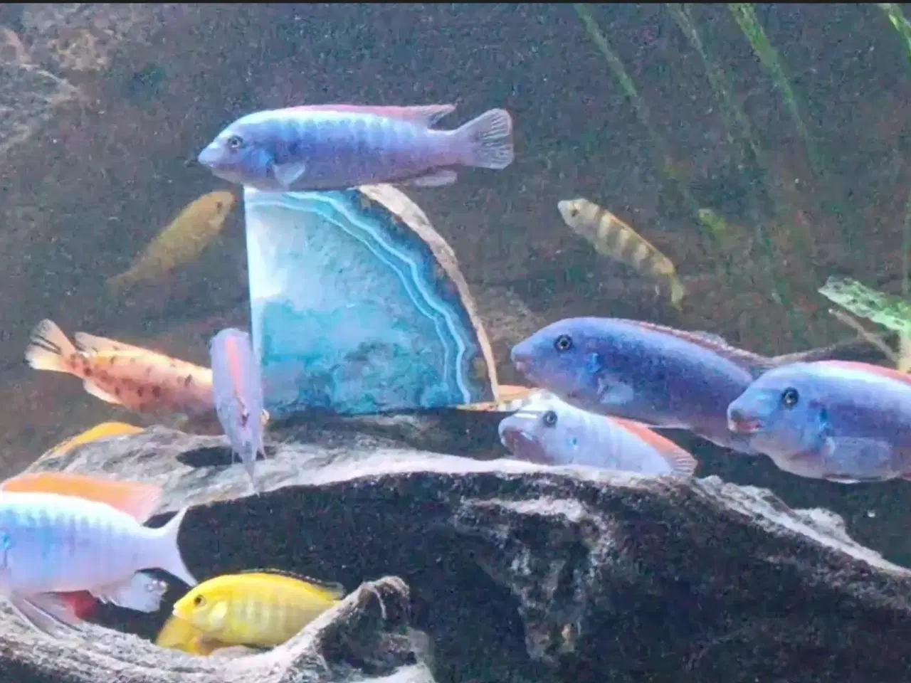 Billede 4 - Avl fra mine flotte  F1 ciclider i smukke nuancer.