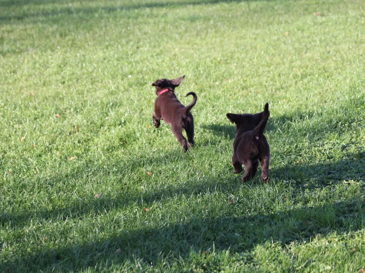 Billede 2 - Langhåret hønsehunde hvalpe