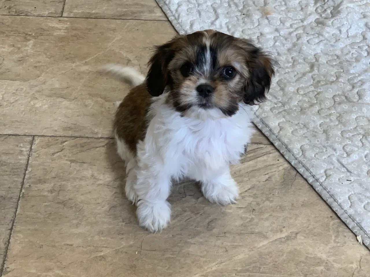 Billede 13 - Bichon / cavalier babyer 