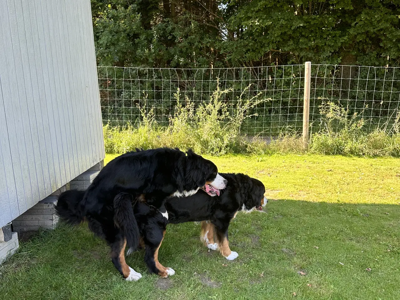 Billede 9 - Berner Sennen & Labrador - Bedækning tilbydes