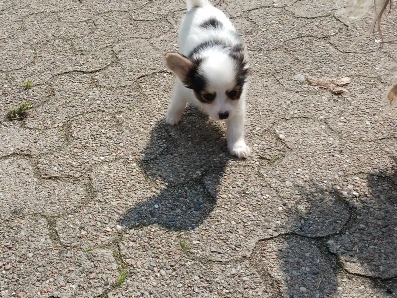 Billede 2 - Papillon hvalpe