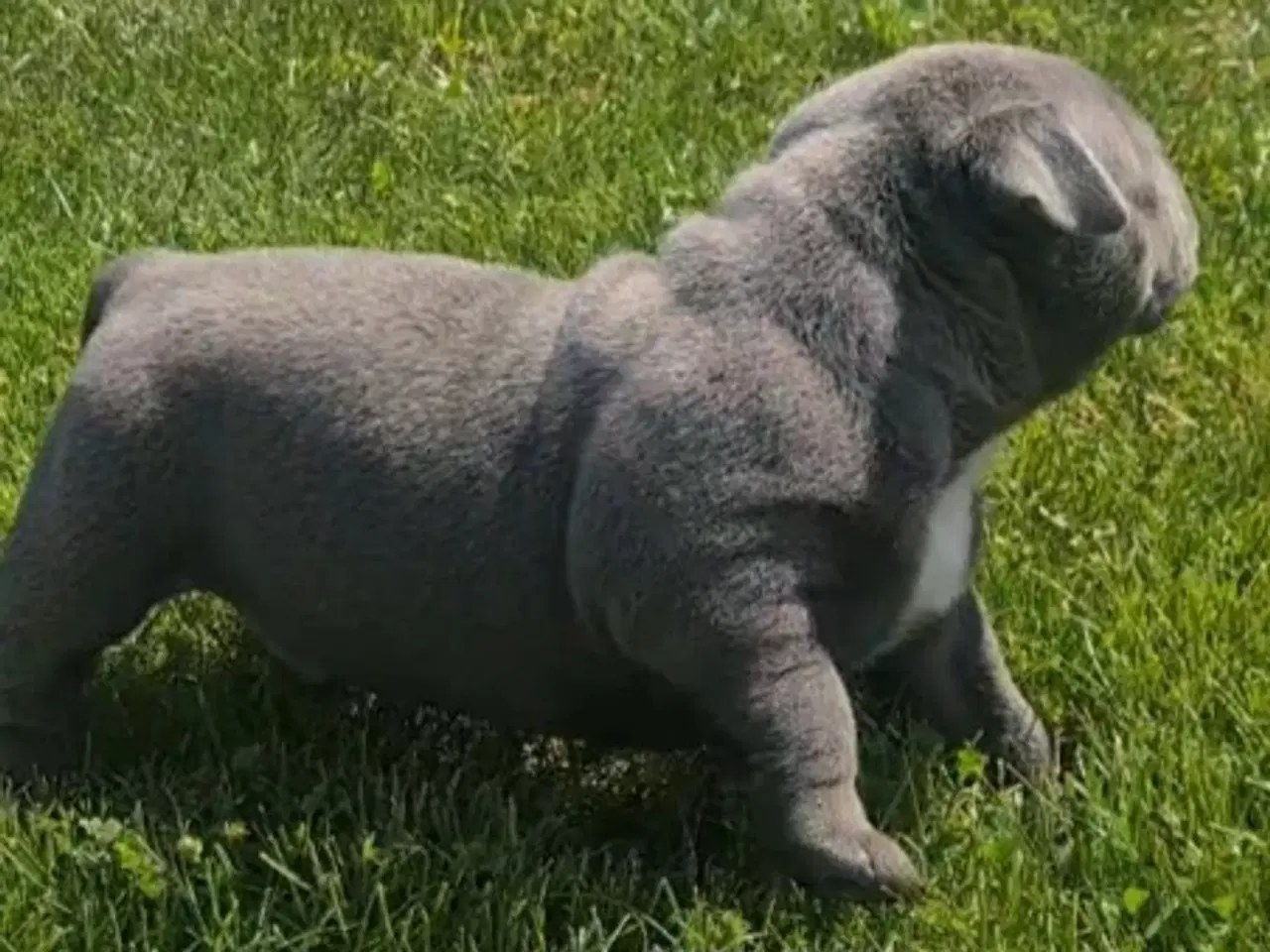 Billede 4 - Dreng American Bully Pocket Blu