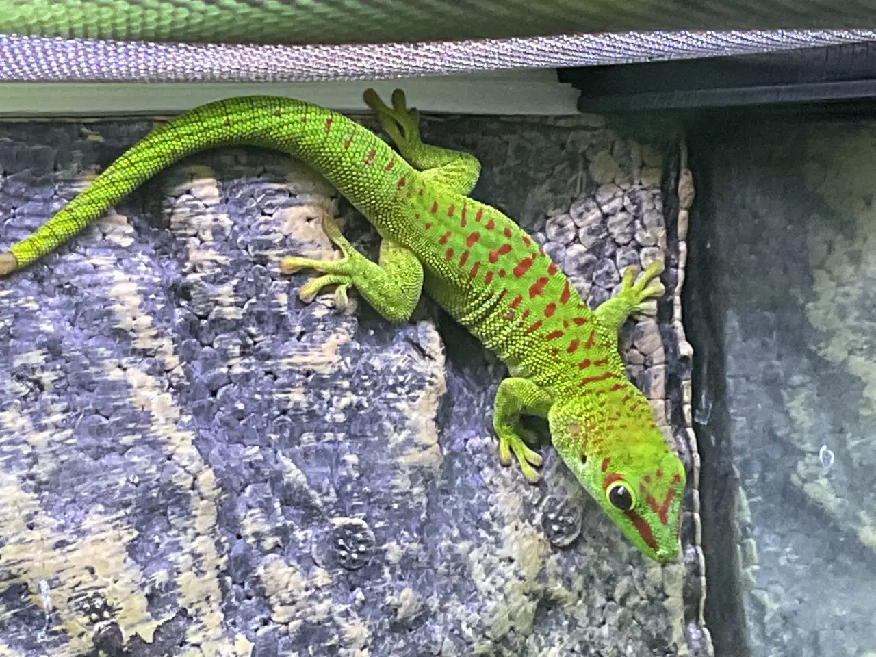 Billede 3 - Daggekko unger