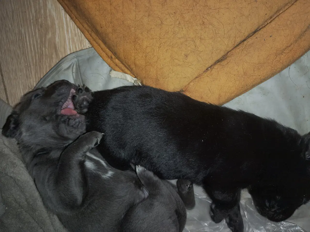 Billede 6 - Cane Corso hvalpe med de sødeste blå øjne 