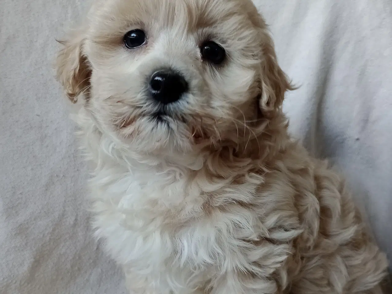 Billede 11 - Maltipoo hvalpe