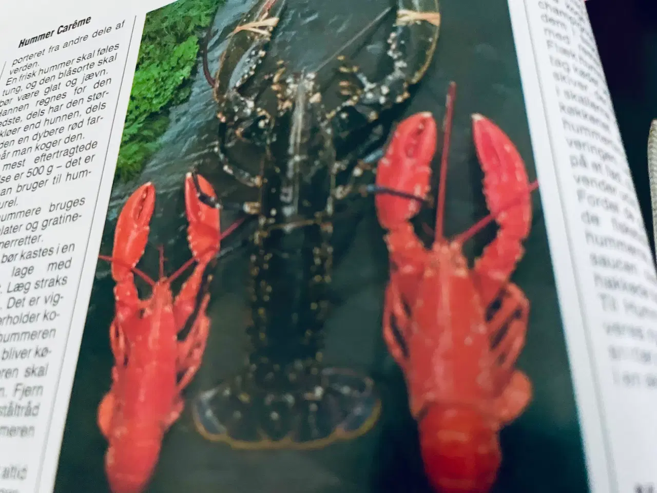 Billede 2 - Menu internationalt madleksikon - fisk og skaldyr 