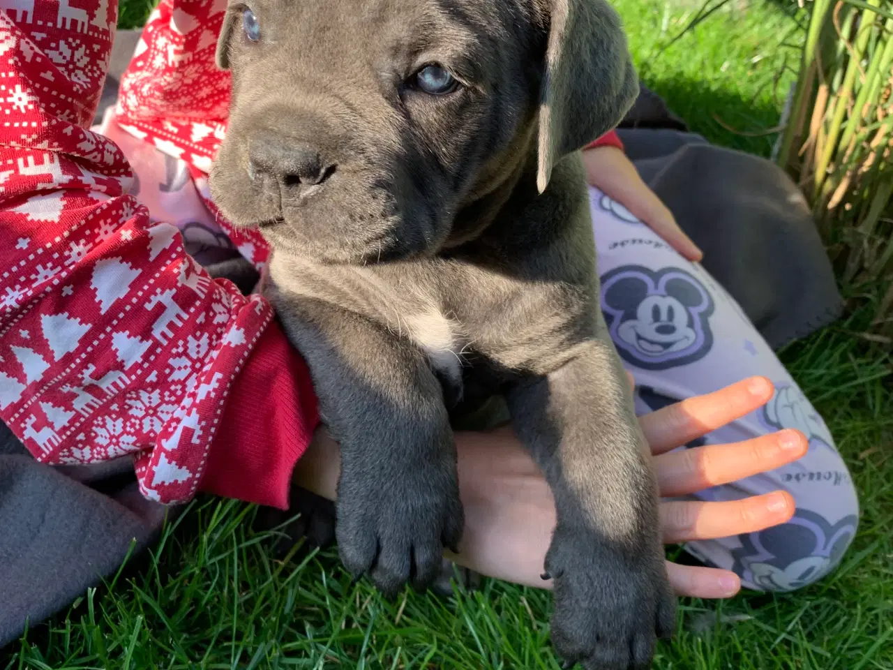 Billede 12 - Cane Corso Italiano hvalpe
