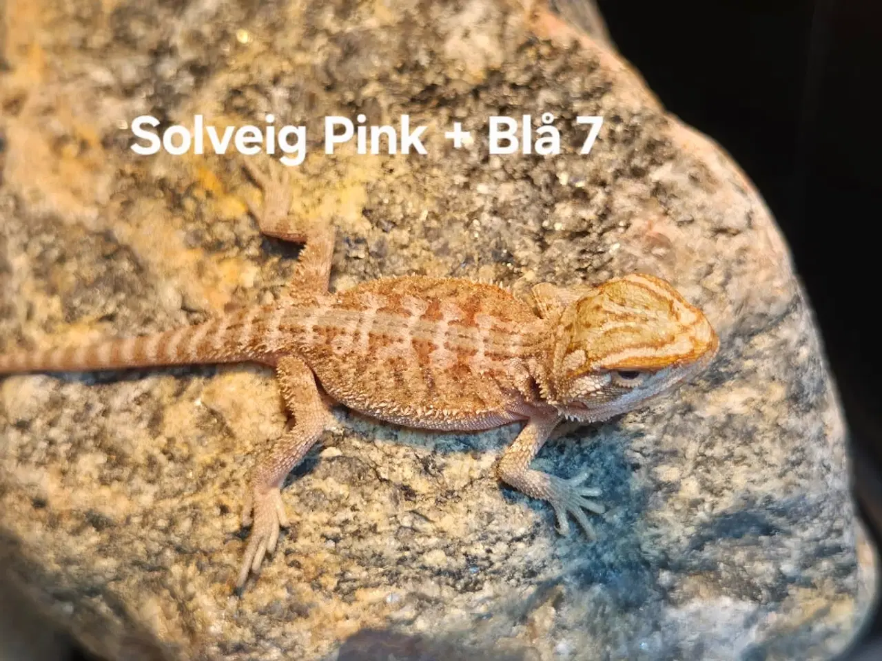 Billede 6 - Skægagame unger sælges