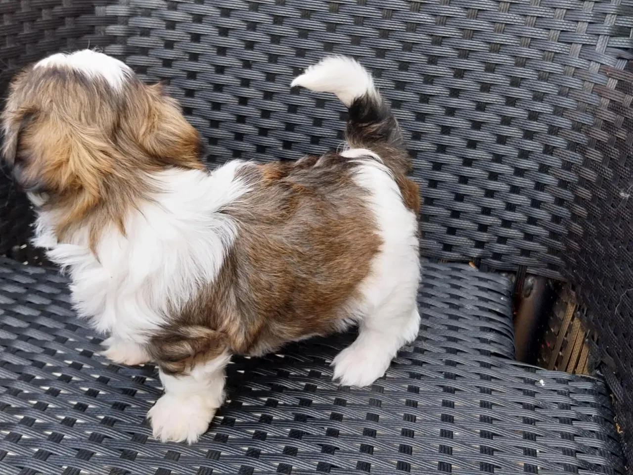 Billede 10 - Shih Tzu hvalpe
