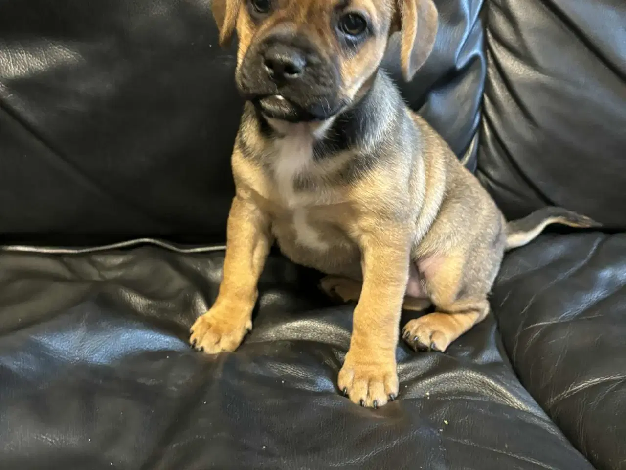 Billede 5 - Dansk-Svensk gårdhund- Fransk Bulldog