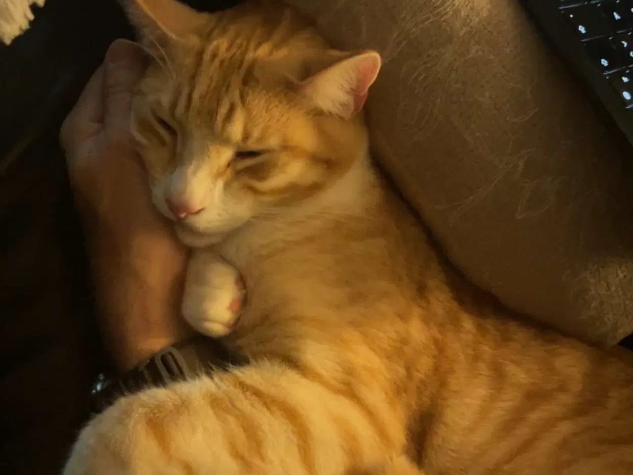 Billede 14 - 2 årig kat gives væk