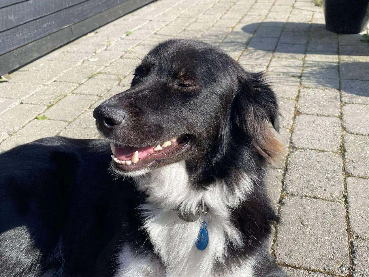 Billede 6 - Max søger nyt hjem 🩵