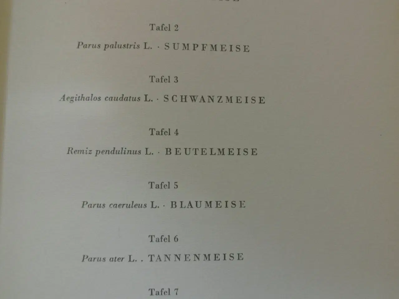 Billede 4 - liebenswertes meisenvolk + blütenwunder in den alp