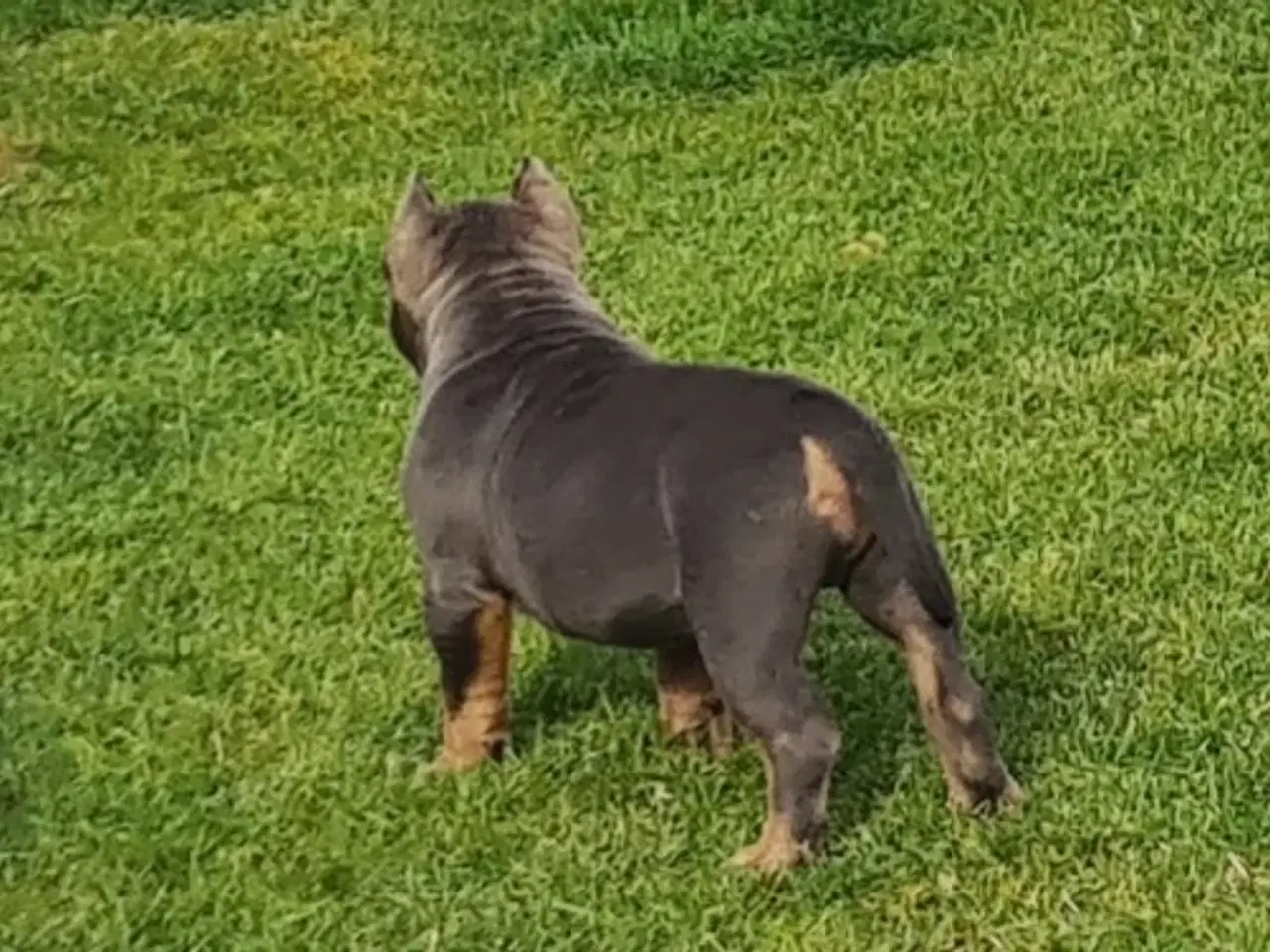 Billede 4 - American Bully Dreng blutricolor