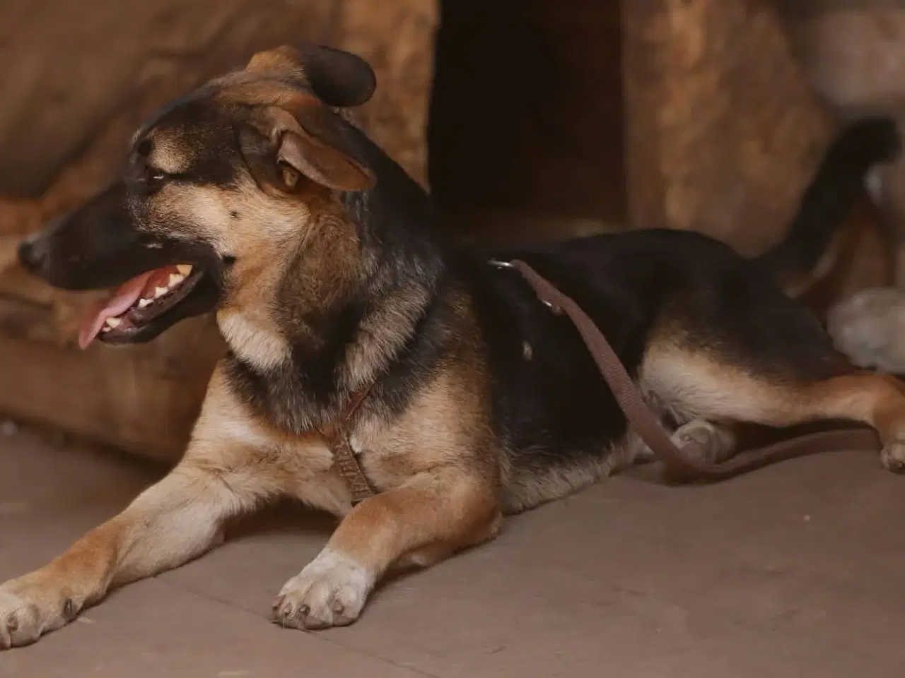 Billede 1 - Buddy søger sit helt eget hjem.