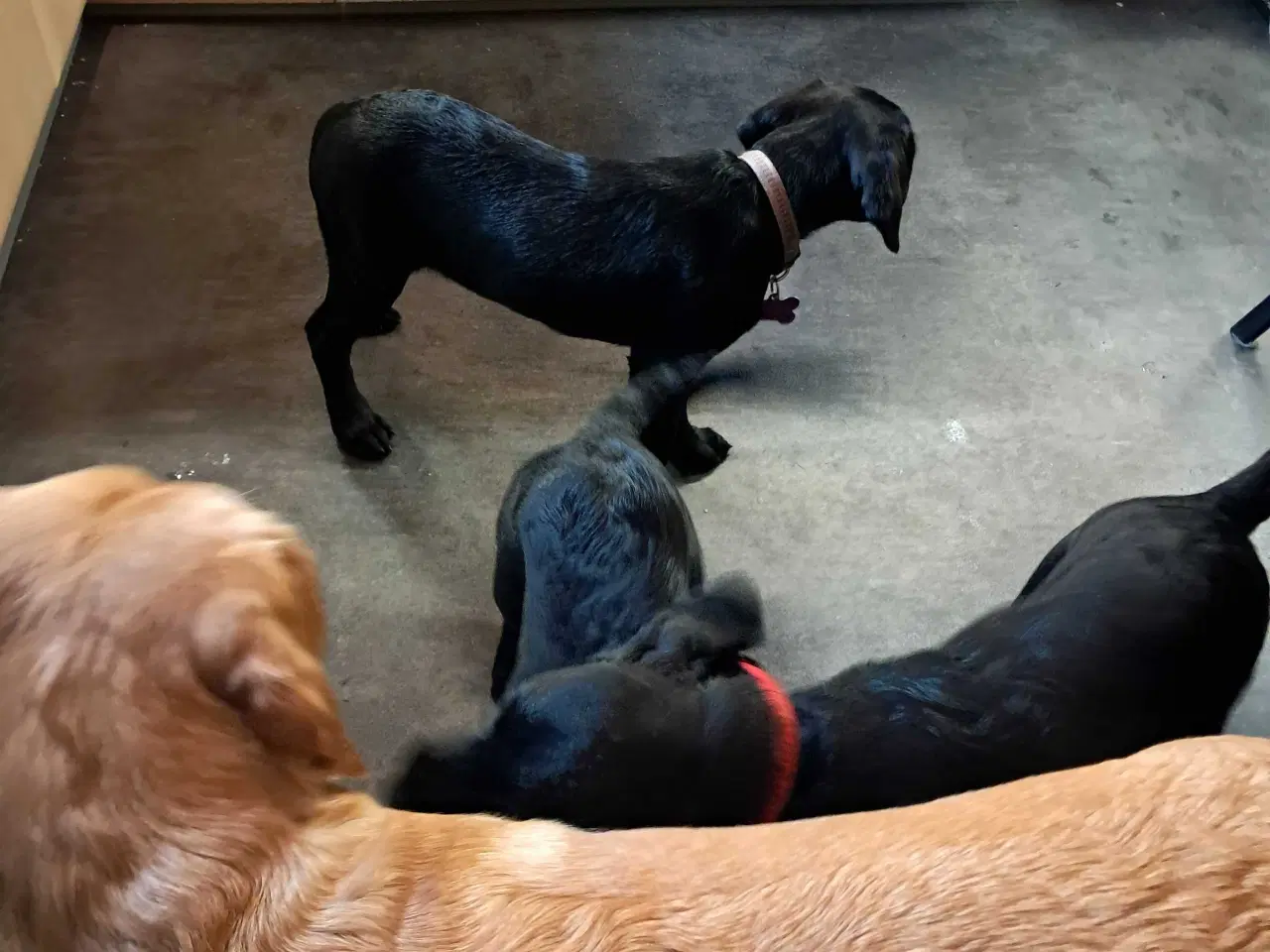 Billede 9 - Springador hvalpe