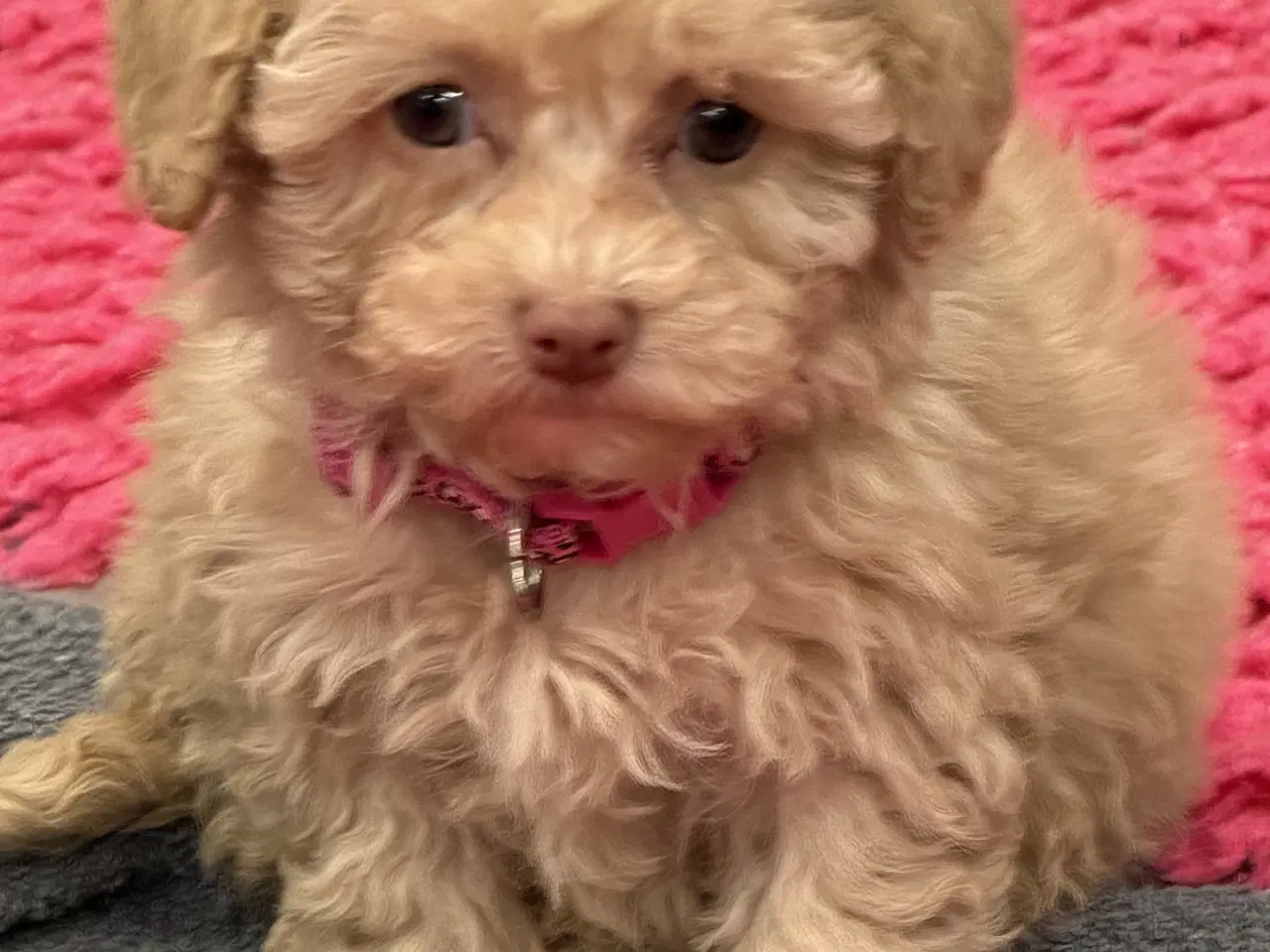 Billede 8 - Maltipoo piger rejseklar 