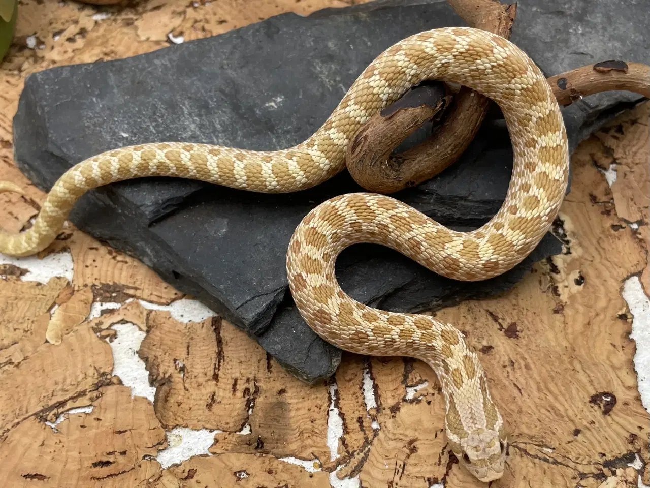 Billede 3 - Arctic Toffee trynesnog