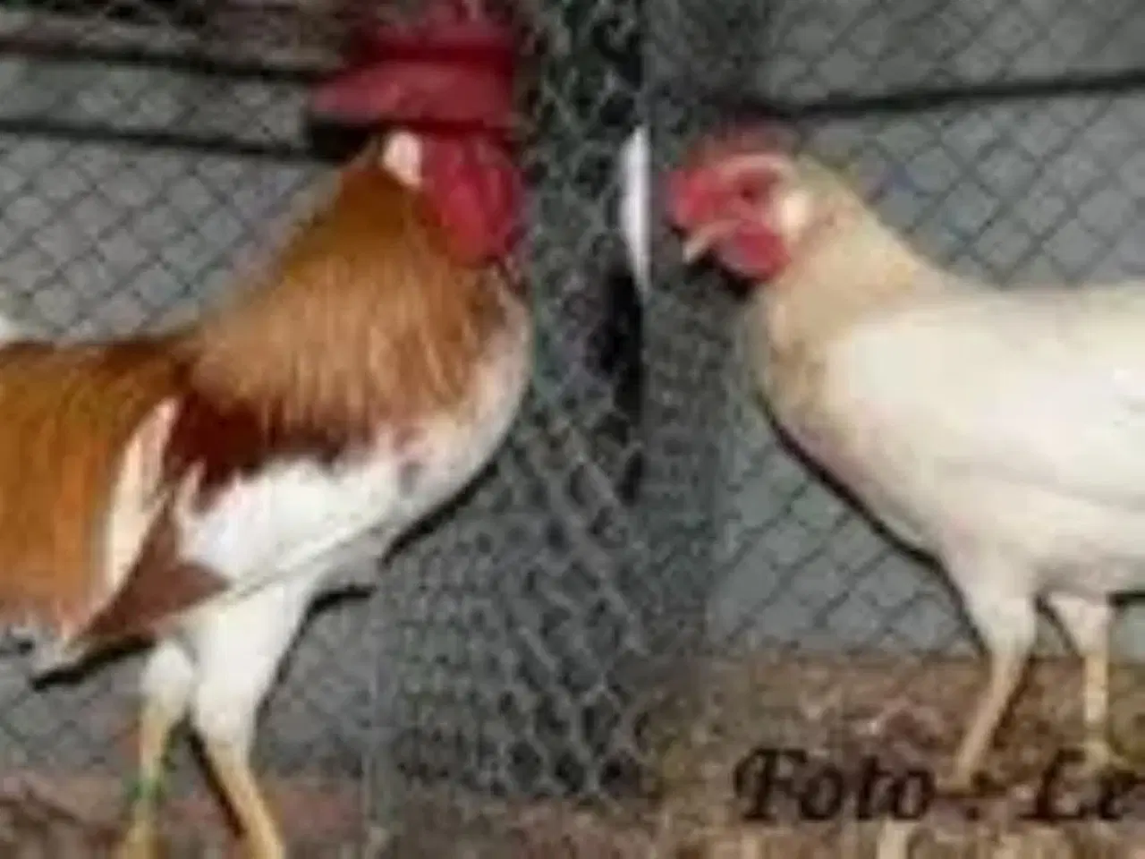 Billede 1 - Rødsadlet dværghøns