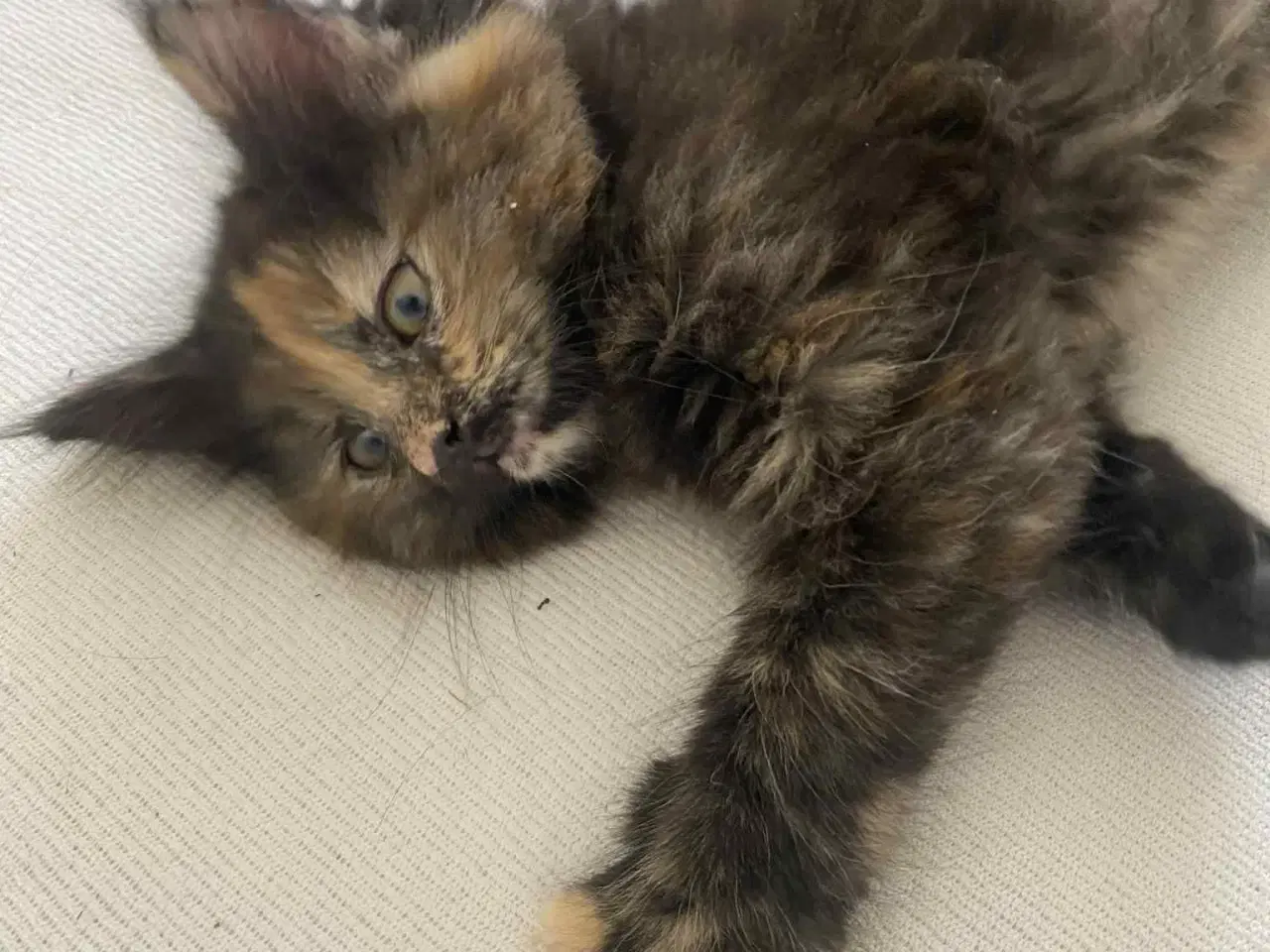 Billede 4 - Maine moon bl.a. med huskat