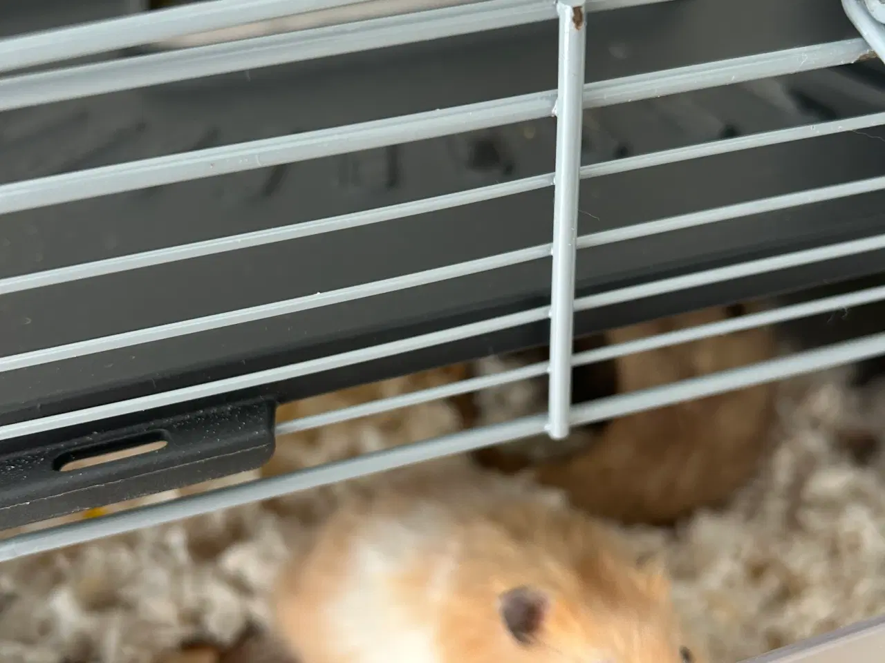 Billede 1 - Hamster 16 uger 