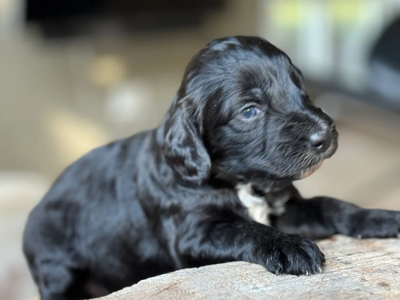 Billede 4 - Doodle eller Setter poo, kært barn har mange navne