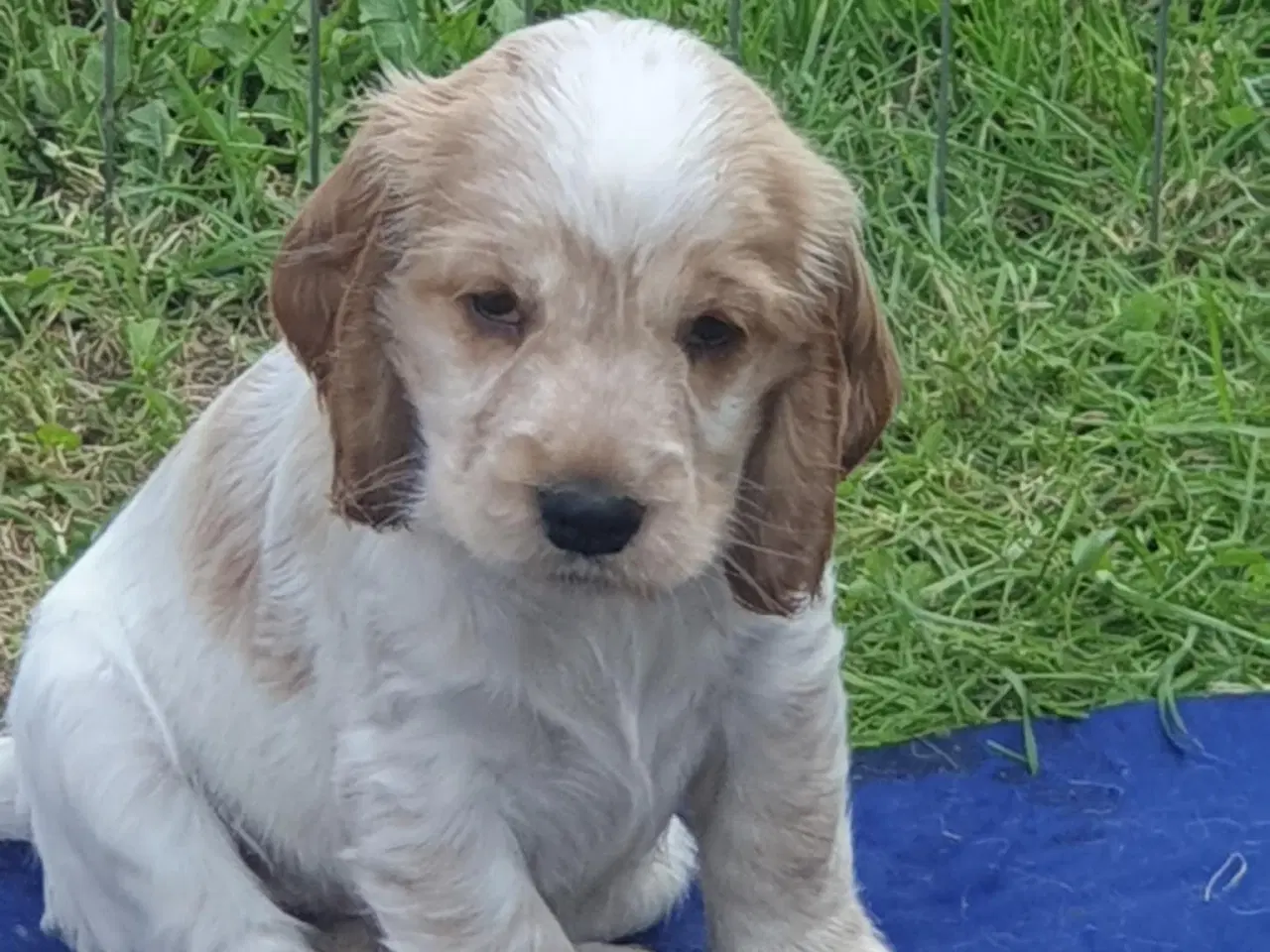 Billede 5 - engelsk cocker spaniel