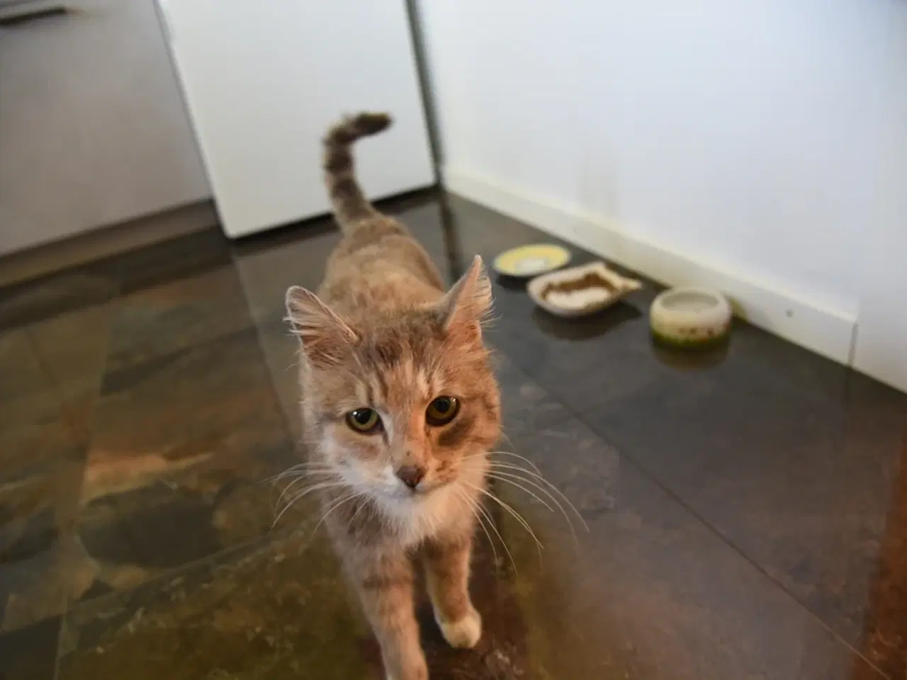 Billede 3 - Fluffy, legesyg kat søger et kærligt hjem