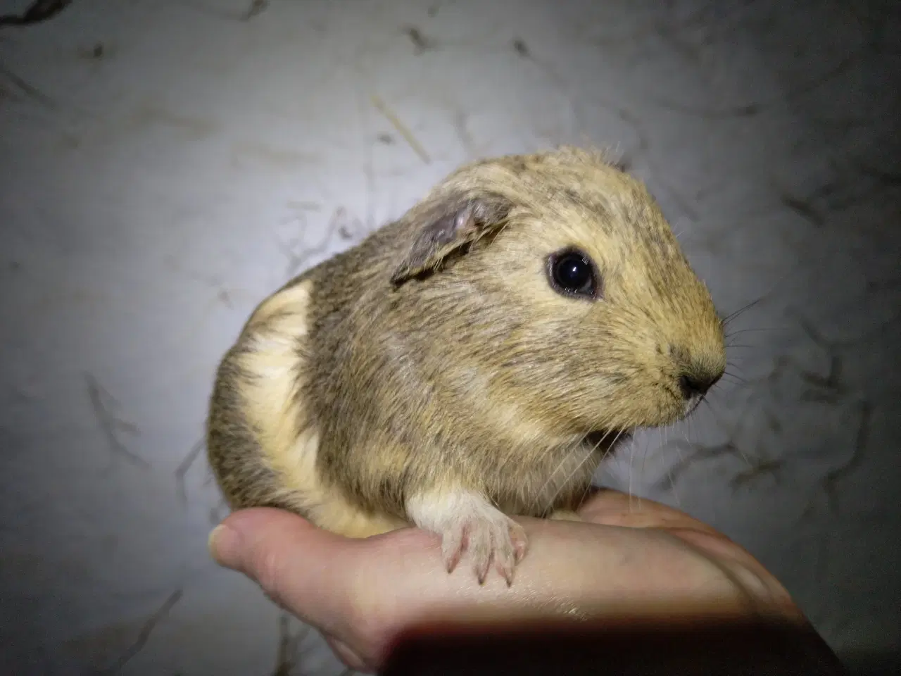 Billede 4 - Hun unger