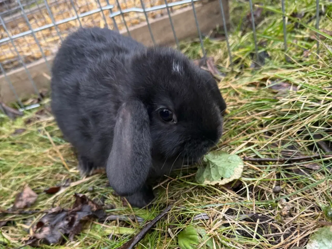 Billede 9 - Han Dværgvædder unger sælges - klar nu 