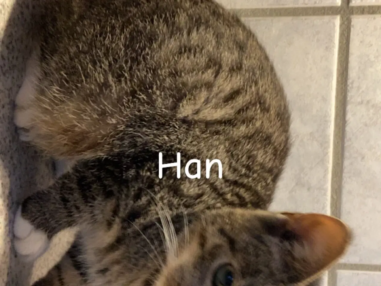 Billede 4 - Tre dejlige killinger på fem måneder