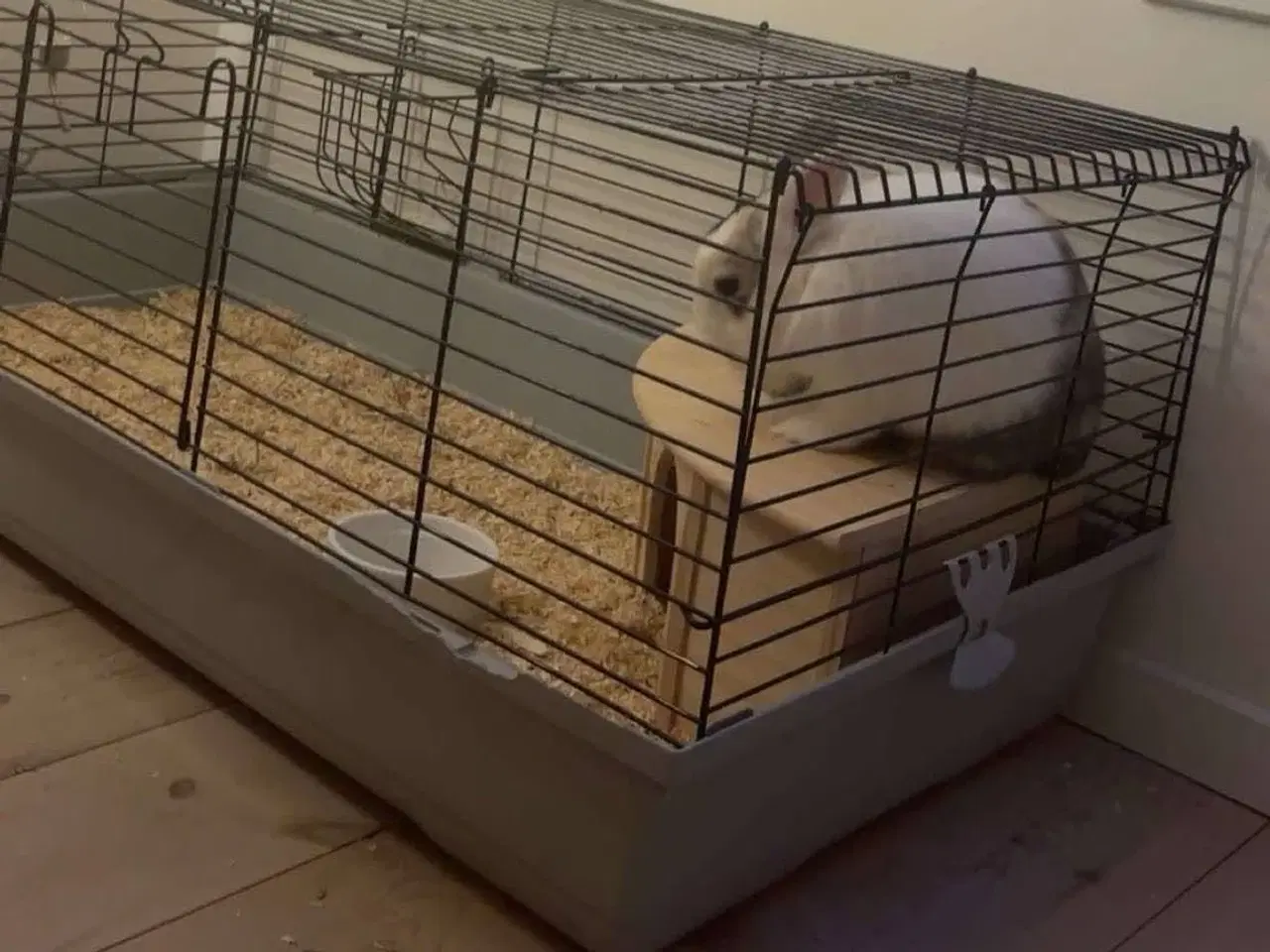 Billede 4 - Bertram, sød og tam kanin 🐰