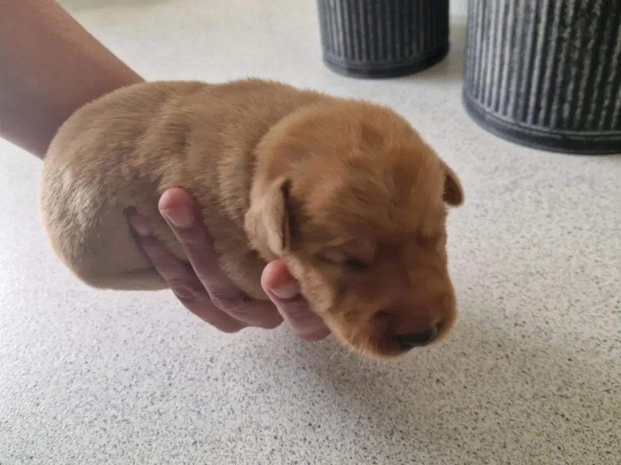 Billede 6 - Fox red labrador hvalpe