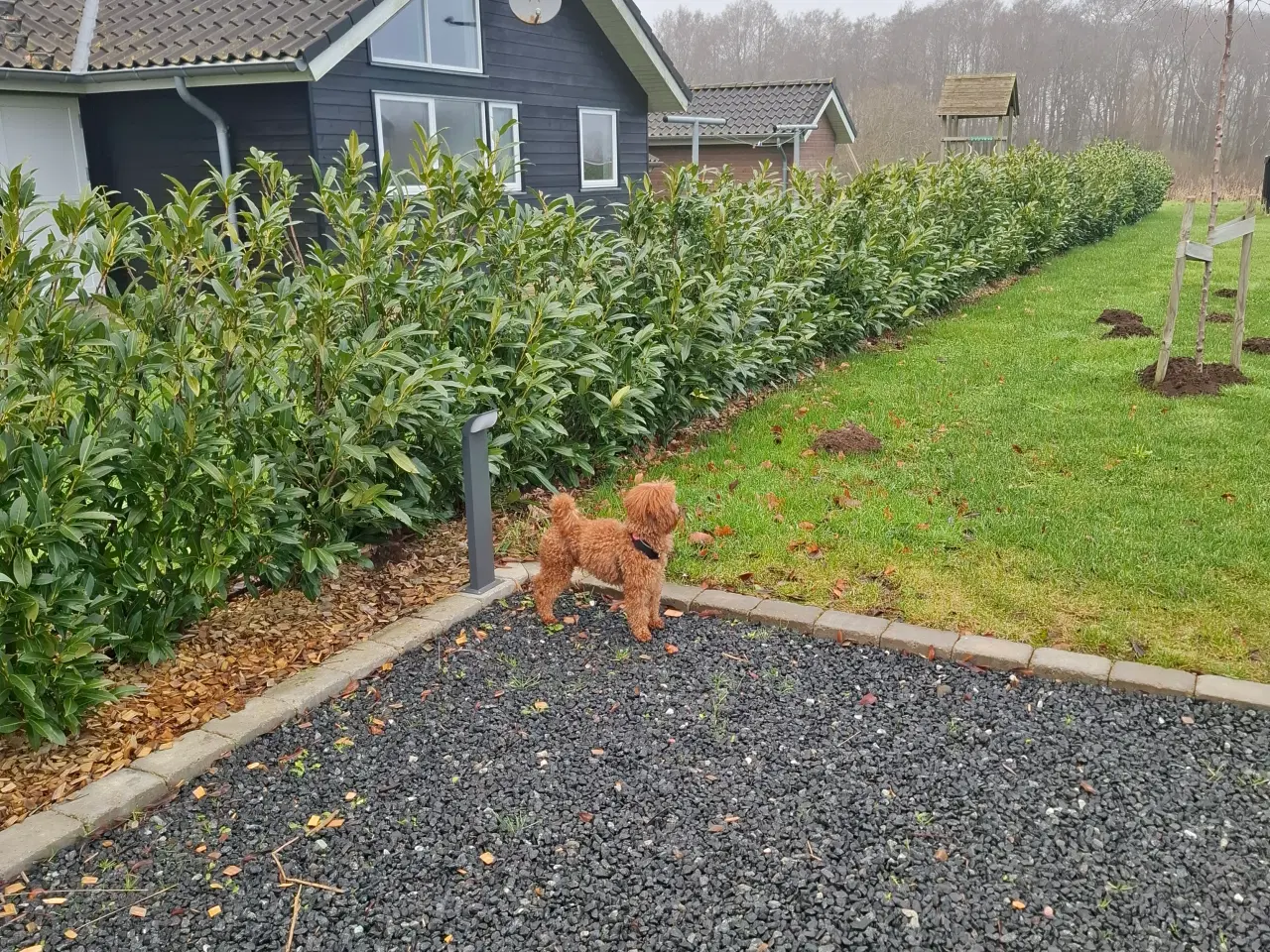 Billede 4 - Dværg hanhunde til paring på vores adresse 