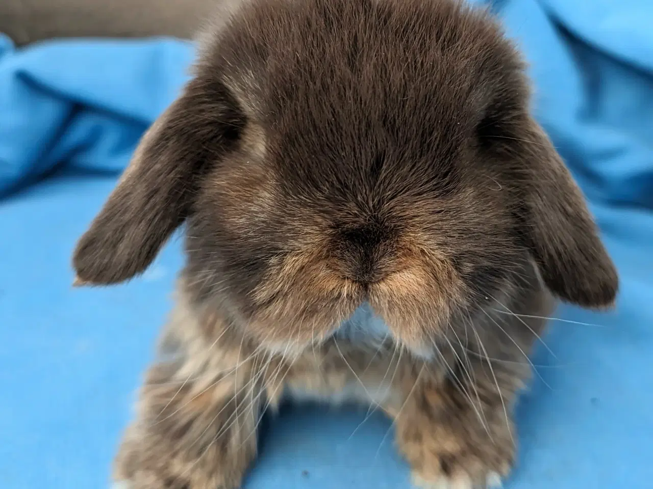 Billede 3 - Minilop kaninunge sælges