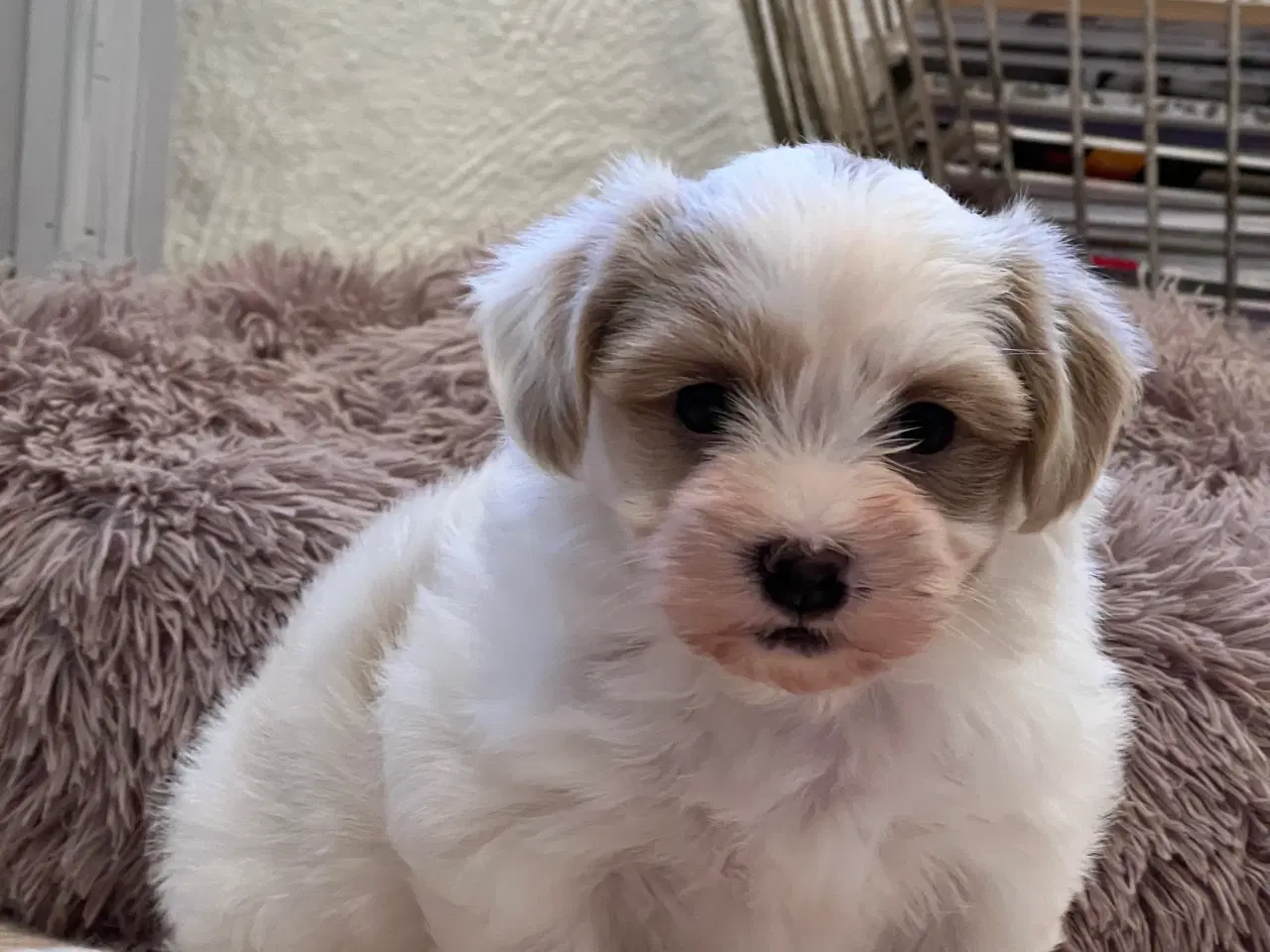 Billede 5 - Sødeste Bichon Havanais 