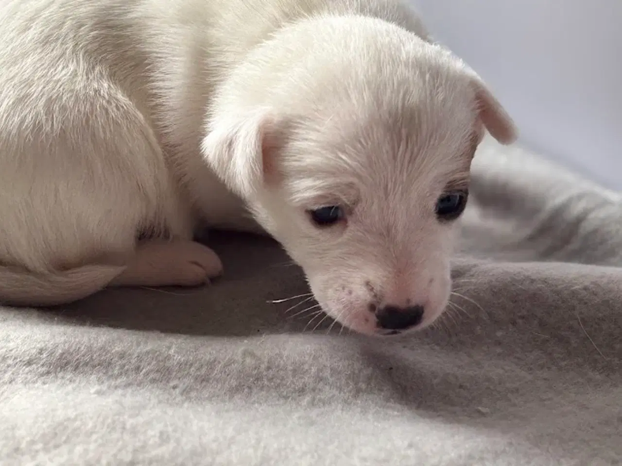 Billede 9 - Jack Russell med sjæl og stil