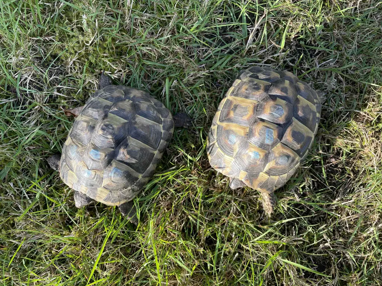 Billede 3 - 2 hun græske landskildpadder 8 år