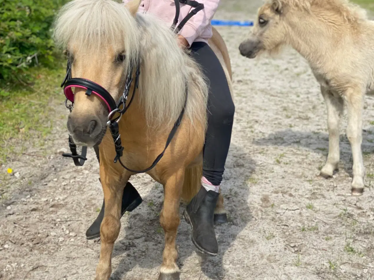 Billede 5 - Palomino shetlandsponyhoppe 