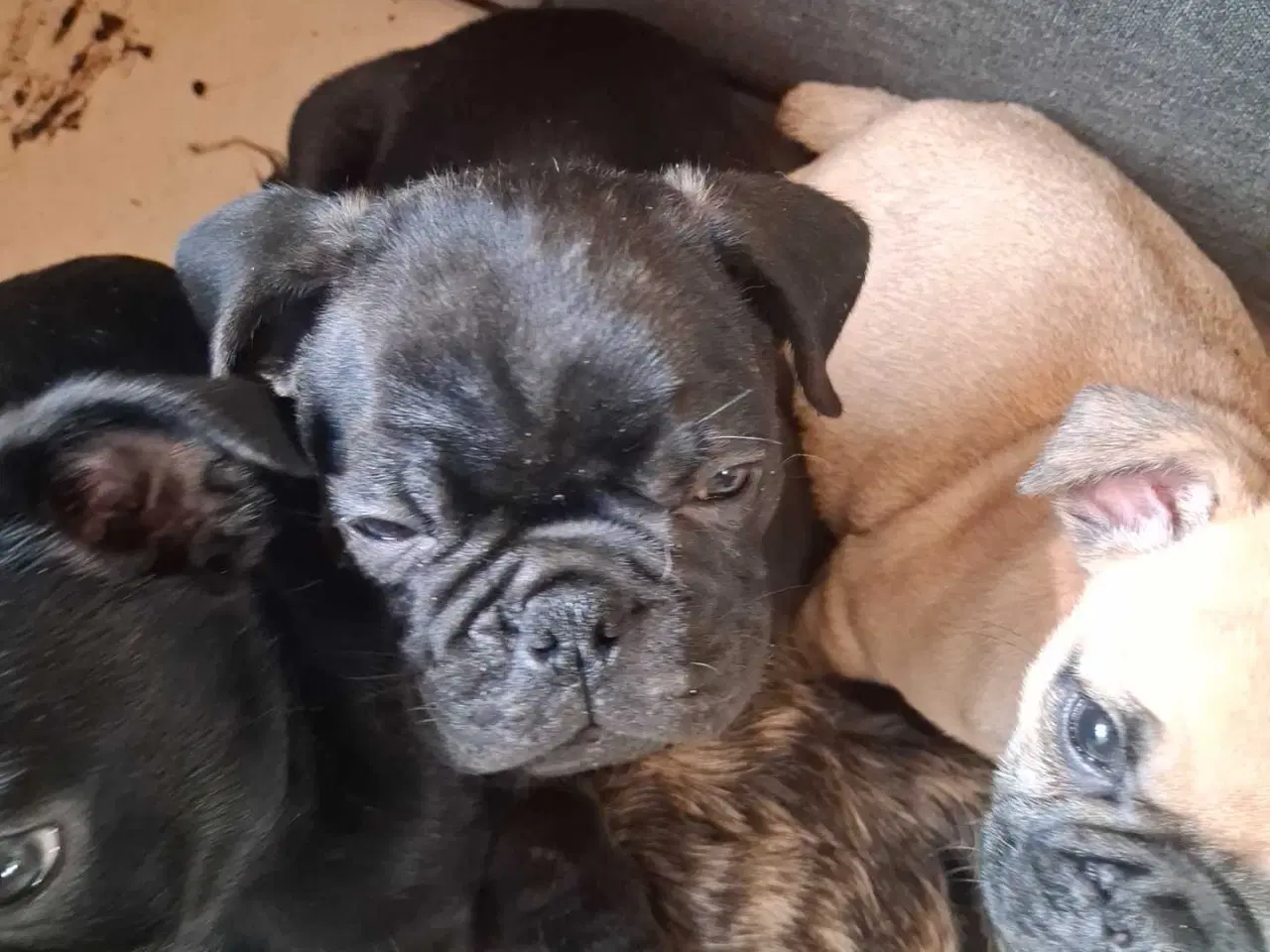 Billede 16 - Små hvalpe salgs klar