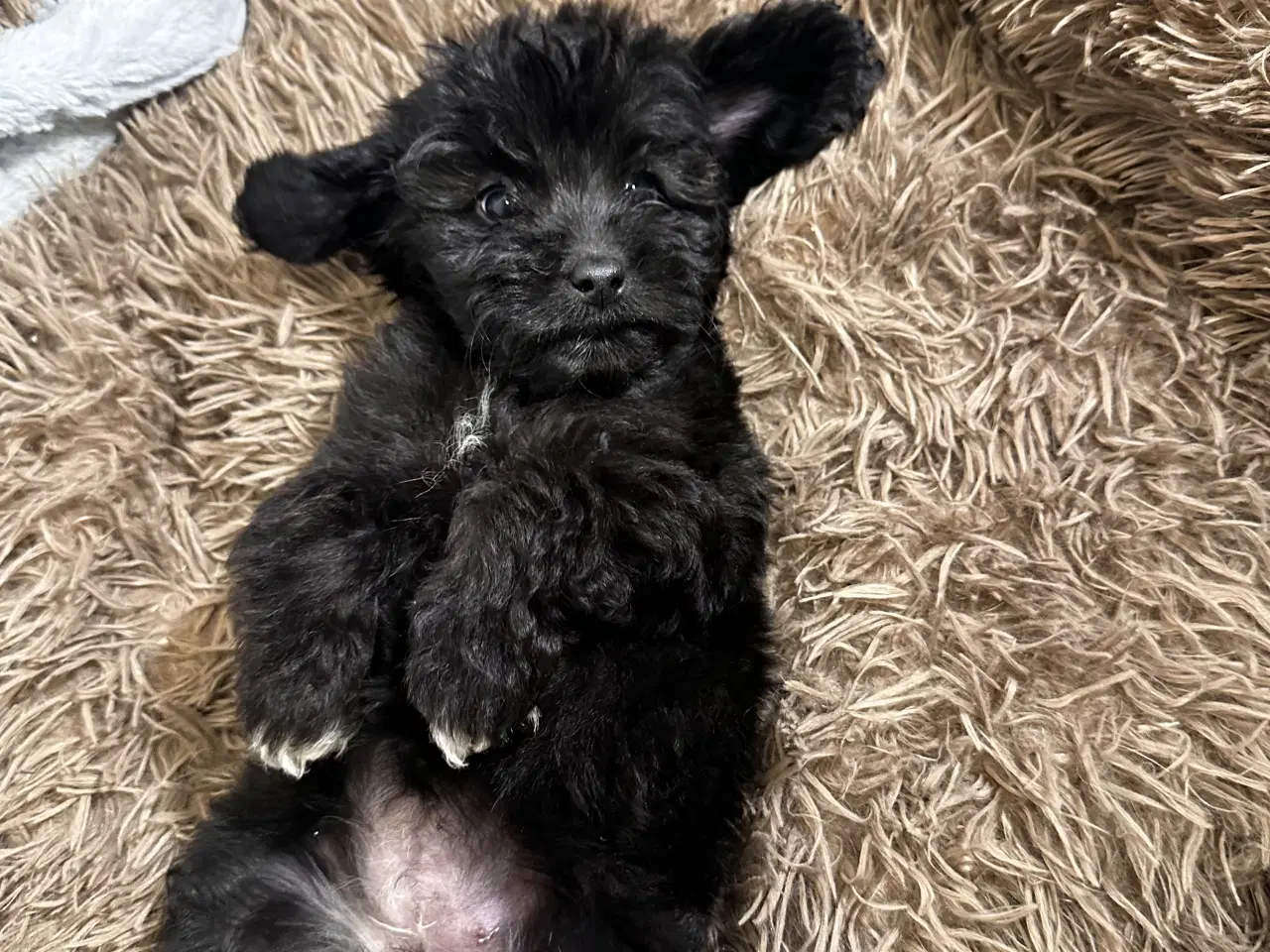 Billede 2 - Cavapoo F2B