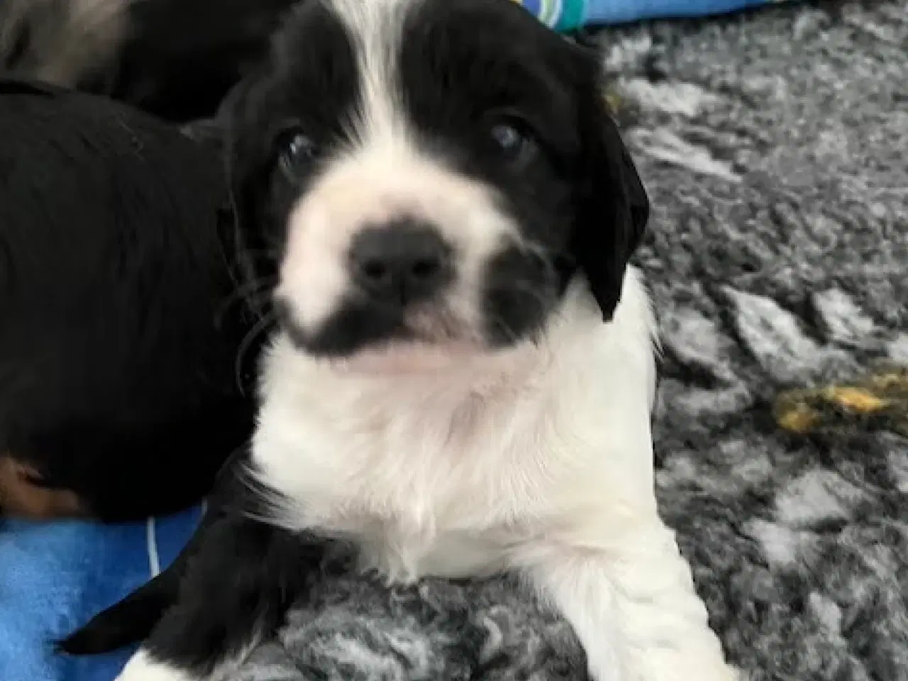 Billede 13 - Cockalier hvalpe med Aussie twist